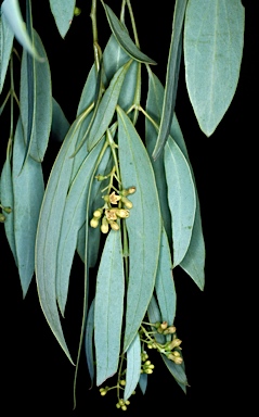 APII jpeg image of Santalum lanceolatum  © contact APII