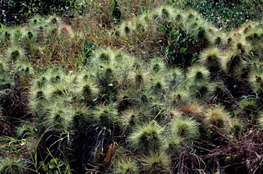 APII jpeg image of Spinifex longifolius  © contact APII