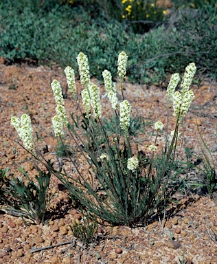 APII jpeg image of Stackhousia monogyna  © contact APII