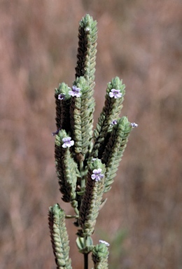 APII jpeg image of Stemodia lythrifolia  © contact APII