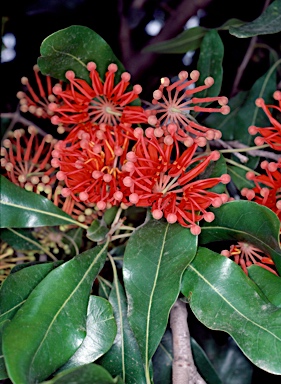 APII jpeg image of Stenocarpus sinuatus  © contact APII