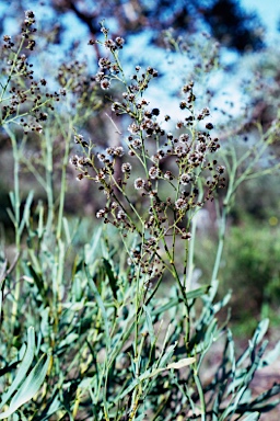 APII jpeg image of Stirlingia latifolia  © contact APII