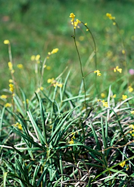 APII jpeg image of Synaphea pinnata  © contact APII