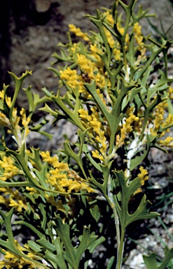 APII jpeg image of Synaphea spinulosa subsp. spinulosa  © contact APII