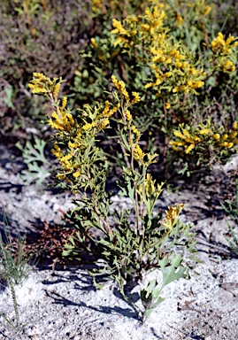 APII jpeg image of Synaphea spinulosa  © contact APII