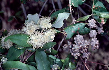 APII jpeg image of Syncarpia glomulifera  © contact APII