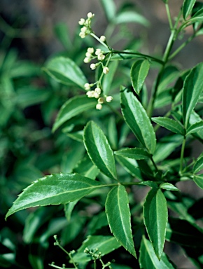 APII jpeg image of Sambucus australasica  © contact APII