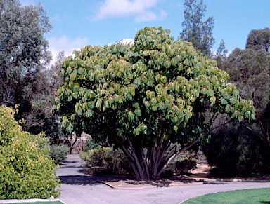 APII jpeg image of Schefflera actinophylla  © contact APII