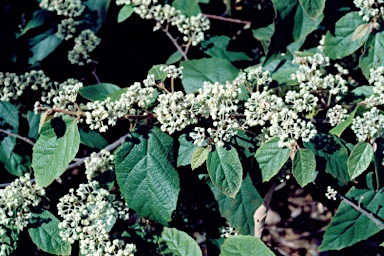 APII jpeg image of Seringia arborescens  © contact APII