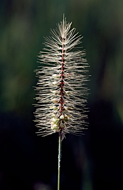 APII jpeg image of Setaria apiculata  © contact APII