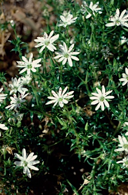 APII jpeg image of Stellaria pungens  © contact APII