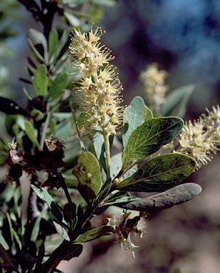 APII jpeg image of Terminalia bursarina  © contact APII