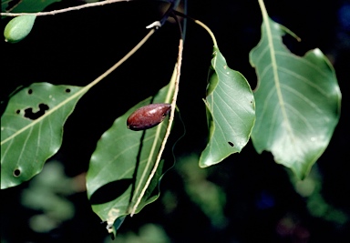 APII jpeg image of Terminalia petiolaris  © contact APII