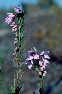 APII jpeg image of Tetratheca pilosa subsp. latifolia  © contact APII