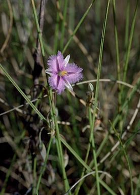 APII jpeg image of Thysanotus chinensis  © contact APII