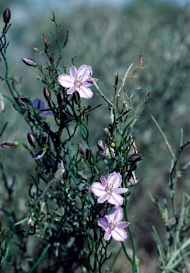 APII jpeg image of Thysanotus patersonii  © contact APII