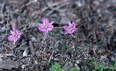 APII jpeg image of Thysanotus patersonii  © contact APII