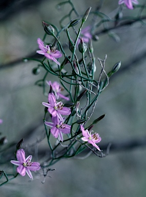 APII jpeg image of Thysanotus patersonii  © contact APII