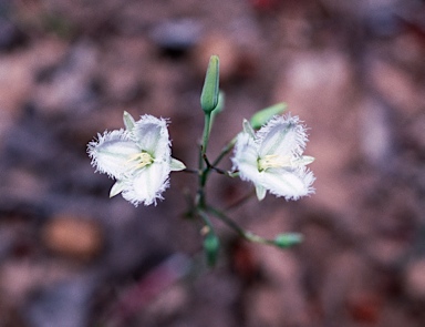 APII jpeg image of Thysanotus thyrsoideus  © contact APII