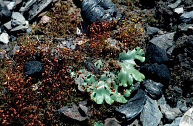 APII jpeg image of Marchantia berteroana  © contact APII