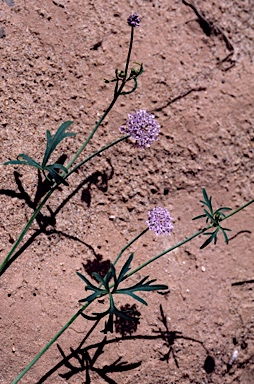 APII jpeg image of Trachymene cyanantha  © contact APII