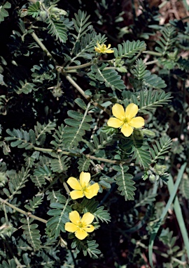 APII jpeg image of Tribulus terrestris  © contact APII