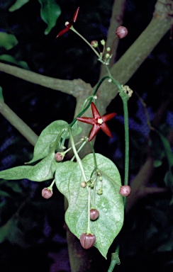 APII jpeg image of Tylophora colorata  © contact APII