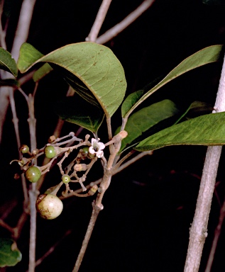 APII jpeg image of Vitex lignum-vitae  © contact APII