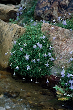 APII jpeg image of Wahlenbergia glabra  © contact APII