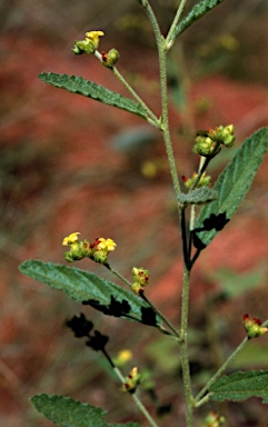 APII jpeg image of Waltheria indica  © contact APII