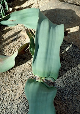 APII jpeg image of Welwitschia mirabilis  © contact APII