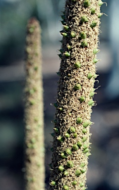 APII jpeg image of Xanthorrhoea concava  © contact APII