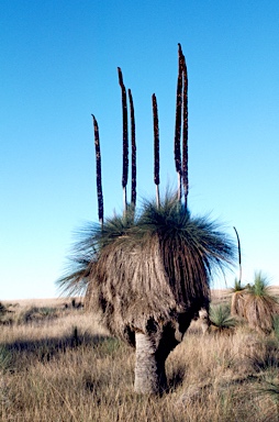 APII jpeg image of Xanthorrhoea glauca subsp. angustifolia  © contact APII