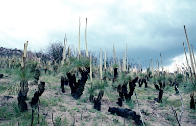 APII jpeg image of Xanthorrhoea glauca subsp. angustifolia  © contact APII