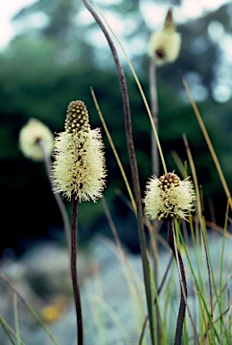 APII jpeg image of Xanthorrhoea macronema  © contact APII