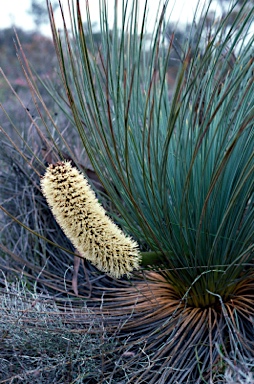 APII jpeg image of Xanthorrhoea nana  © contact APII