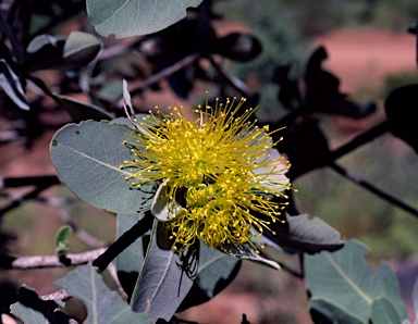 APII jpeg image of Xanthostemon paradoxus  © contact APII