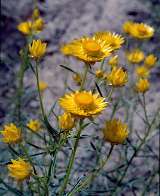 APII jpeg image of Xerochrysum viscosum  © contact APII