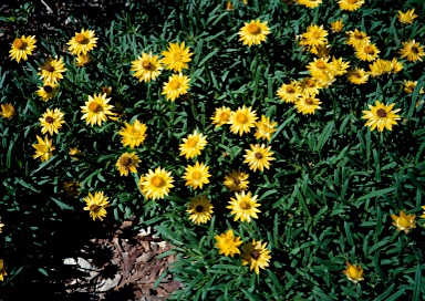 APII jpeg image of Xerochrysum bracteatum 'Diamond Head'  © contact APII