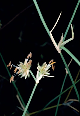 APII jpeg image of Zygochloa paradoxa  © contact APII