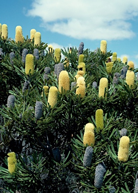 APII jpeg image of Banksia attenuata  © contact APII