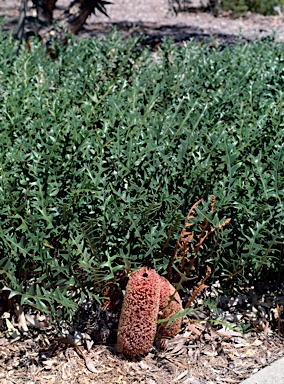 APII jpeg image of Banksia blechnifolia  © contact APII