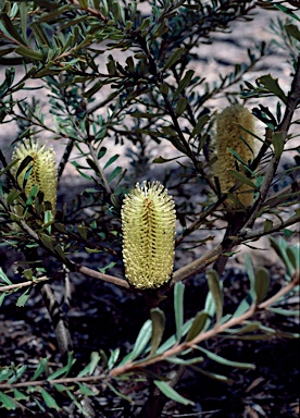 APII jpeg image of Banksia canei  © contact APII