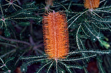 APII jpeg image of Banksia ericifolia subsp. ericifolia  © contact APII