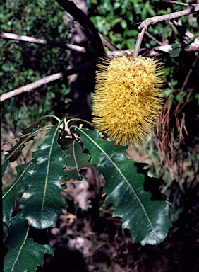 APII jpeg image of Banksia dentata  © contact APII