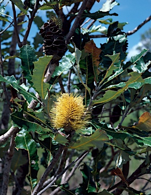 APII jpeg image of Banksia dentata  © contact APII