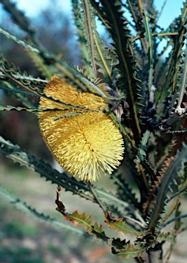 APII jpeg image of Banksia elderiana  © contact APII