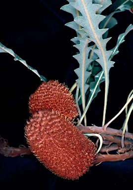 APII jpeg image of Banksia gardneri var. gardneri  © contact APII