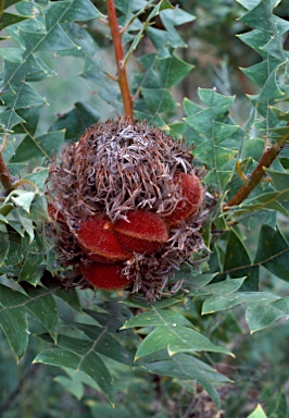 APII jpeg image of Banksia grandis  © contact APII