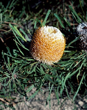 APII jpeg image of Banksia hookeriana  © contact APII